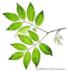 White Ash The Tree In My Back Yard I Was Finally Able To Identify It On The Arbor Day Site Follow Link Which Catalogs Al Ash Leaf Ash Tree White