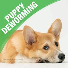 However, the vet may ask you to continue giving your cat these doses for up to two weeks to make sure that the parasites have completely disappeared out of your sight. How Long Does A Puppy Poop Worms After Deworming Get The Facts