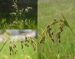 Image result for Scirpus pendulus