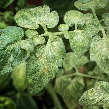 Image result for spider mites cucumber plants