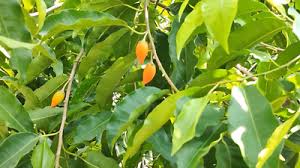 Image result for Mimusops elengi