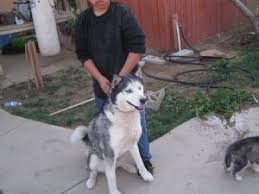 Looking for a dog breeder in california? Siberian Husky Puppies In California