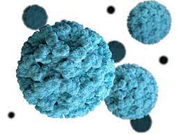 This short video explains what norovirus is, how it is spread, groups that are at high risk for severe disease and how you can protect . How Do Noroviruses Multiply Elife Science Digests Elife