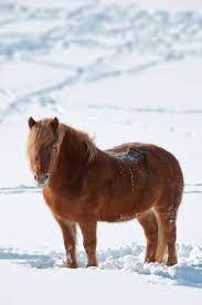 The Hardy Horse How Horses Handle Winter The Horse