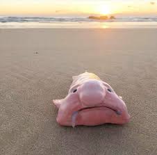 The Blobfish Is A Deep Sea Fish Of The Family Psychrolutidae It Inhabits The Deep Waters Off The Blob Fish In Water Unique Animals Blobfish