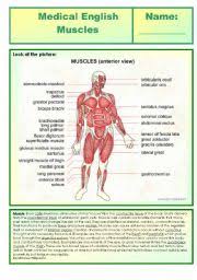 Muscles of the inferior limb and its components names in latin language drawing. Medical English Muscles Esl Worksheet By Procei