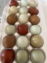 Anyone have any ideas what is wrong with chicken???