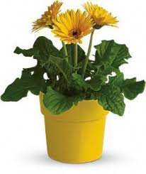 Flowering Facts Gerbera Daisy Plants