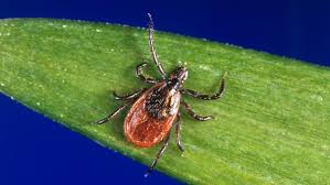 Lyme disease Understanding the Signs and Symptoms of Lyme Disease: A Comprehensive Overview