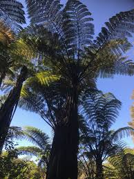 Image result for Cyathea cf. humilis