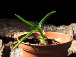 Image result for Angraecum cultriforme