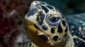 The largest populations of hawksbills are found in the west atlantic. Sea Creature Fun Facts One World One Ocean