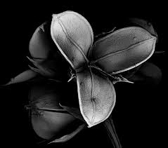 Black And White Plants Photography Micro Art Withered Plant Sem Scanning Electron Microscope 319 Width Of The Image 4 1mm Arte Em Quadrinhos