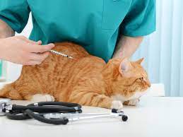 Eating high carbohydrate diets, which can bring on feline obesity, is a key cause of diabetes in cats. Can A Cat With Diabetes Be Treated With Food And Diet