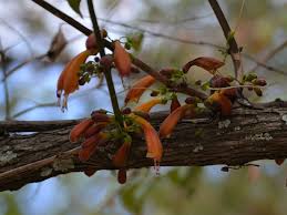 Image result for Halleria elliptica