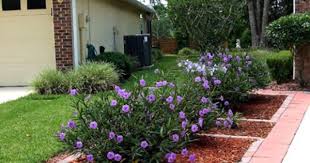 Mexican Petunia Ruellia Brittoniana Mexican Garden Petunias Tropical Garden