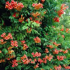 Soak seeds for 24 hours and then store them in bags filled with damp plant starter mix in the refrigerator for two months. Trumpet Vine Campsis Radicans Center For The Study Of The Built Environment