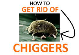Flying insect control products and recommendations for residential and commercial control of flies, mosquitoes, gnats, midges, pantry moths, cloth moths, bees, hornets, yellow jackets, wasps and more. How To Get Rid Of Chigger Bugs Naturally Bugwiz
