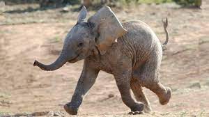Huge sale on elephant photos now on. Most Funny And Cute Baby Elephant Videos Compilation Youtube