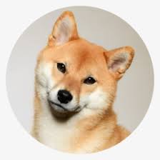 Shiba Inu Png Images Free Transparent Shiba Inu Download Kindpng With tenor, maker of gif keyboard, add popular shiba inu animated gifs to your conversations.
