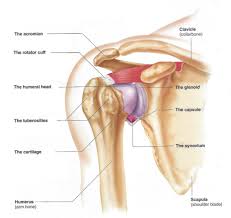 How The Shoulder Works Utah Dr Skedros Orthopaedics