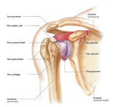 Without allowing your shoulder blade to move, pull your hand up towards the sky (the motion of external rotation) before returning back down. How The Shoulder Works Utah Dr Skedros Orthopaedics