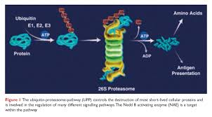 Eukaryotic proteasomes come in two sizes, the 20s proteasome and the. Transcending Proteasome Inhibition For The Treatment Of Cancer Drug Discovery World Ddw