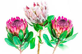 These flowers are enchanting, tropical blooms perched on tall, sturdy stems. Pink Proteas Photograph By Lee Anne Robertson