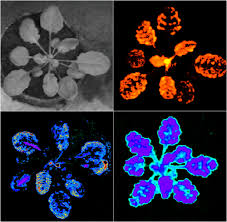 Check spelling or type a new query. The Plant Journal Wiley Online Library