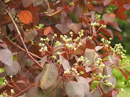 Image result for Euphorbia cotinifolia