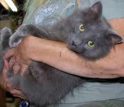 Maine coon kittens are in high demand, and usually not available for free. Pin On I Want It