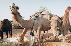 The financial industry has a way of using shorthand to hide gigantic numbers. Camels A Key Part Of Uae S Rich Heritage Uae Gulf News
