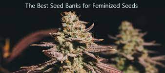 We only recommend companies with outstanding stealth, reliability, customer service, and seed quality. 2021 Best Cannabis Seed Banks For Feminized Seeds Cnbs