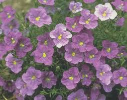 Image result for Nierembergia hippomanica