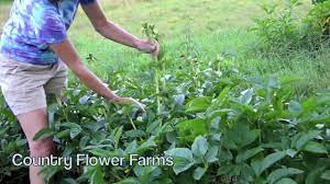 A faded blossom on a flowering plant pansies are still available for late spring bloom. How To Deadhead Peonies Youtube