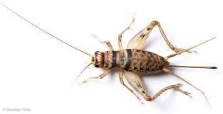 It originated in england and prevails in the united kingdom. Central Valley Cricket Live Crickets 60 Count Large Buy Online In Bahamas At Bahamas Desertcart Com Productid 134446852