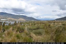 Image result for Juncus kraussii