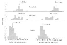 Image result for Solanum grossidentatum