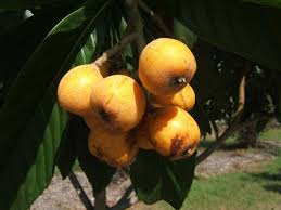 Full version fruit trees for every garden: Loquat Tree University Of Florida Institute Of Food And Agricultural Sciences