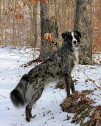 Border Collie Australian Cattle Dog Mix She Looks Like A Fox Cattle Dogs Mix Australian Cattle Dog Mix Best Dogs