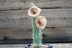 Image result for Hoodia currorii