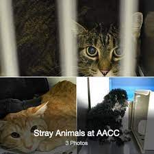Food bank and adoptable animals available through the adoption center. The Strays Of Anchorage And Alaska Who Worries About Them Alaska Public Media