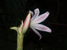Image result for Crinum lugardiae