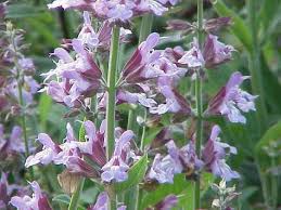 We did not find results for: Clary Sage 20 Seeds Salvia Sclarea Edible Flowers Other Seeds Bulbs Home Garden Worldenergy Ae