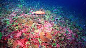 A great barrier reef liveaboard must surely be on most divers' bucket list. Australien Riesiges Korallenriff Im Great Barrier Reef Entdeckt Neuseeland News Reisen Abenteuer Und Tourismus Fuer Deutschsprechende Neuseeland Reisende