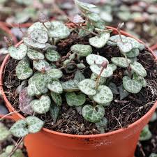 Image result for Ceropegia circinata