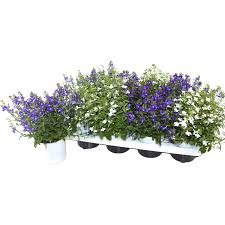 Image result for foto Lobelka