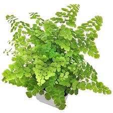 Image result for Adiantum schweinfurthii