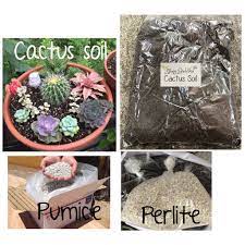 Do not try to push the roots deep into the planting hole or pot. Cactus Soil Mix Cacti Succulents Pumice Stone Perlite Gymno Astro Mix Gymnocalycium Astrophytum Shopee Philippines