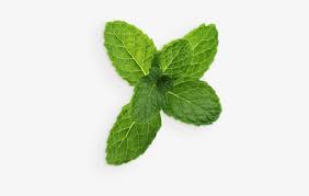 pepermint png transparent background mint leaves mint leaf transparent png 486x499 free download on nicepng transparent background mint leaves mint